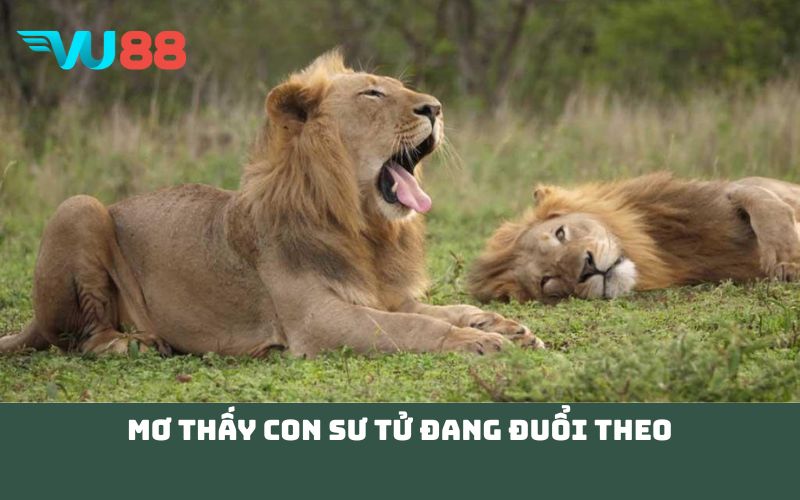 Mơ thấy con sư tử đang đuổi theo 