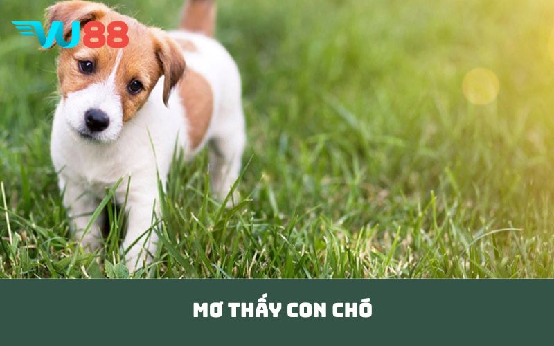 mơ thấy con chó